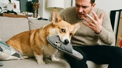 Ako zistiť, že vás pes nerespektuje: 7 varovných signálov