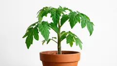 Paradajkový stromček doma: aké triky pri pestovaní sadeníc paradajok vám pomôžu